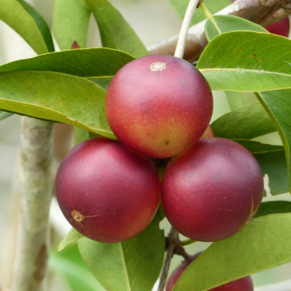 Camu Camu (Myrciaria dubia)
