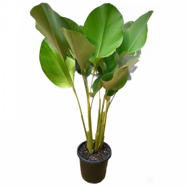 Calathea Lutea
