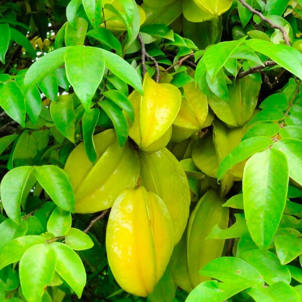 Carambola