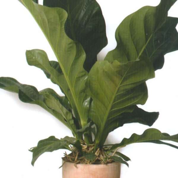 Anturio Gigante (Anthurium Ellipticum o Jungle King)
