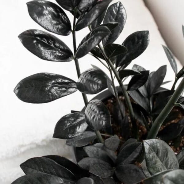 Zamioculca Negra