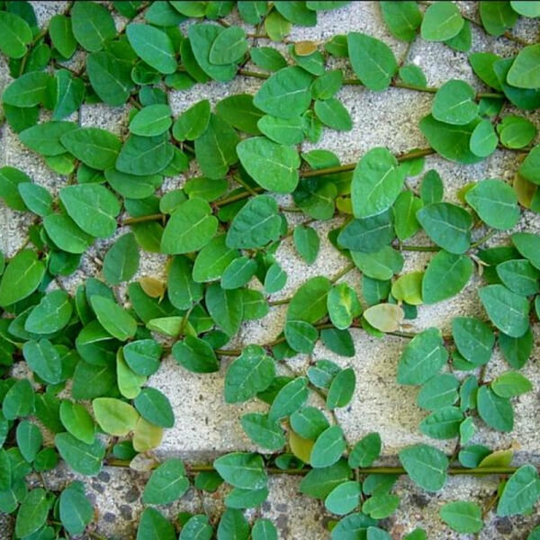 Hiedra (Ficus Pumila)