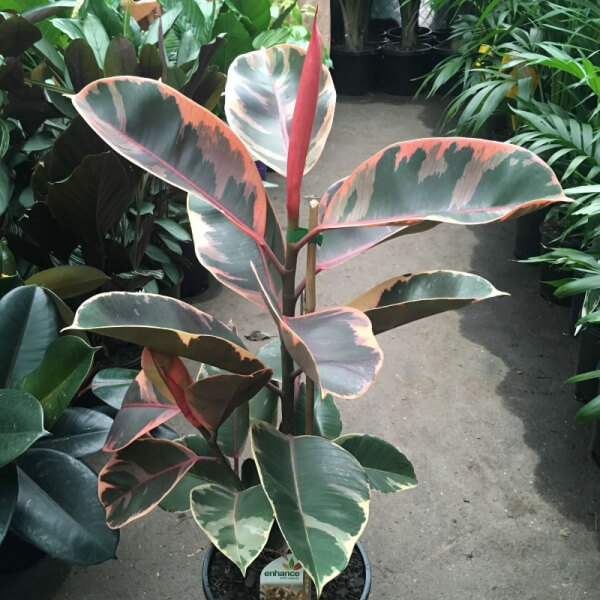 Ficus Elástica Ruby