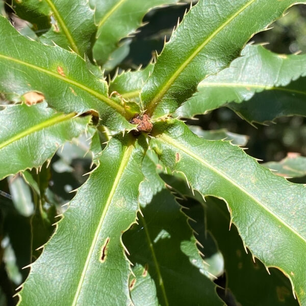 Macadamia