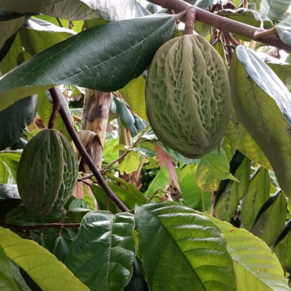 Cacao Blanco