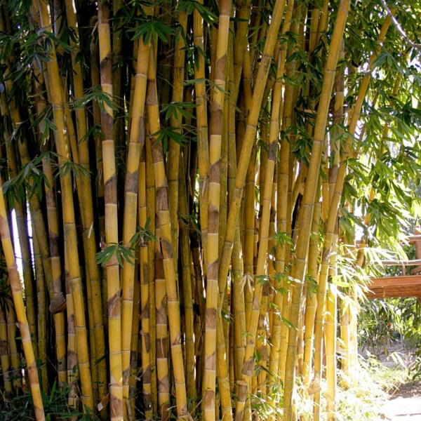 Bambú Sagrado de Bali