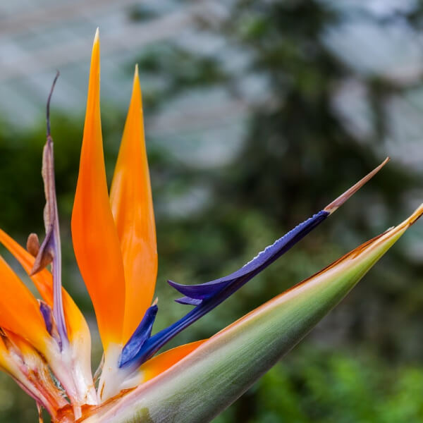 Strelitzia Reginae (ave del paraíso)
