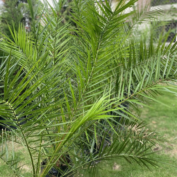 Palmera Datilera (1 metro)
