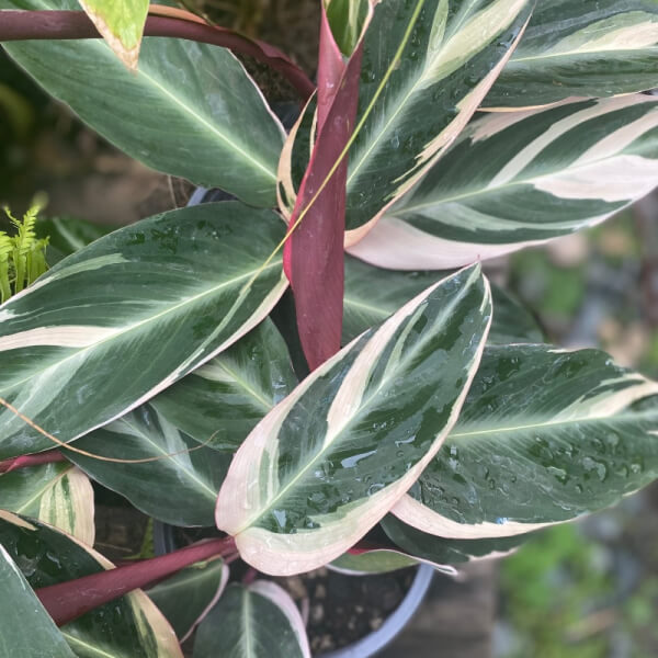 Calathea Triostar