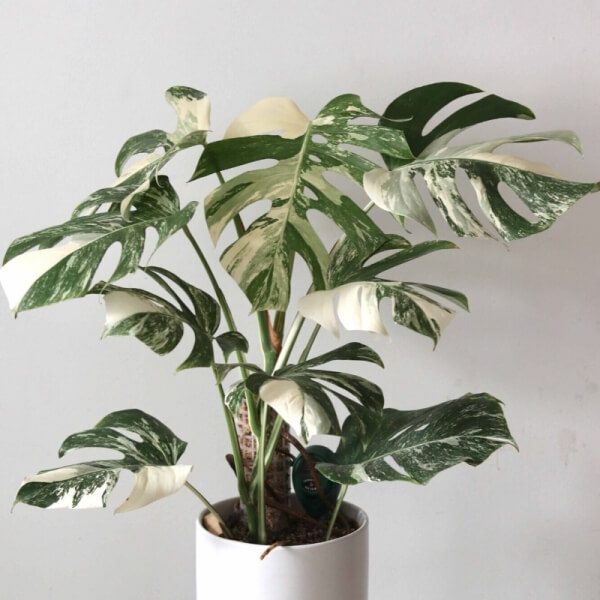 Monstera Borsigiana Albo Variegata