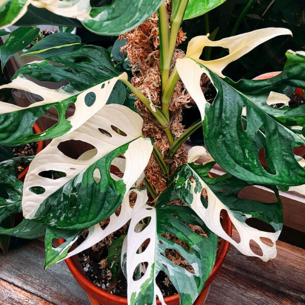 Monstera Adansonii Variegata