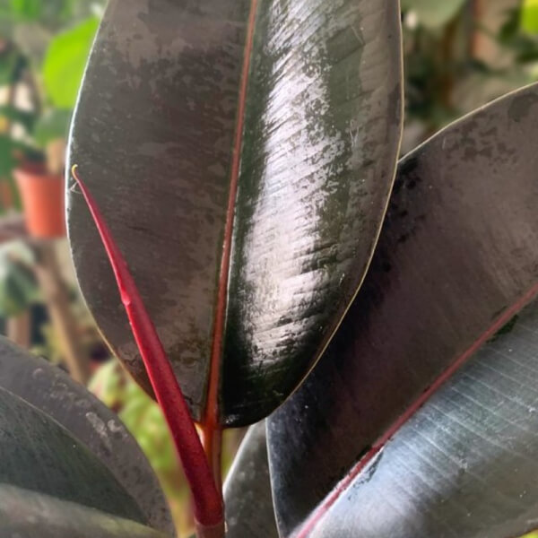 Ficus Elastica Hule Negro