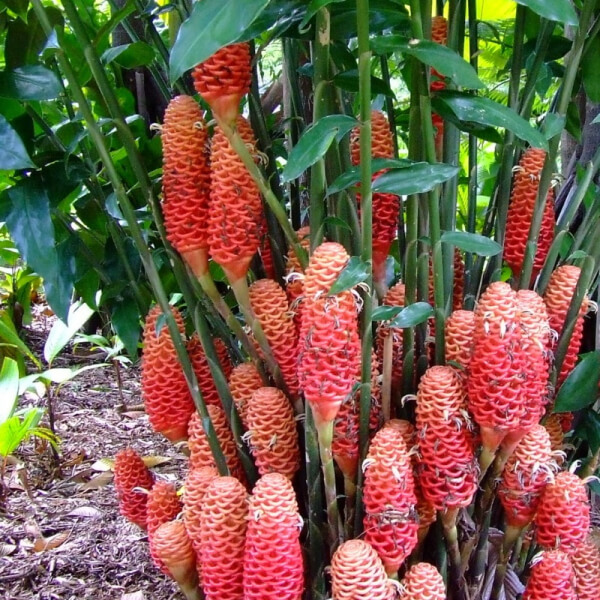 Heliconia Macara (Zingiber Spectabile)
