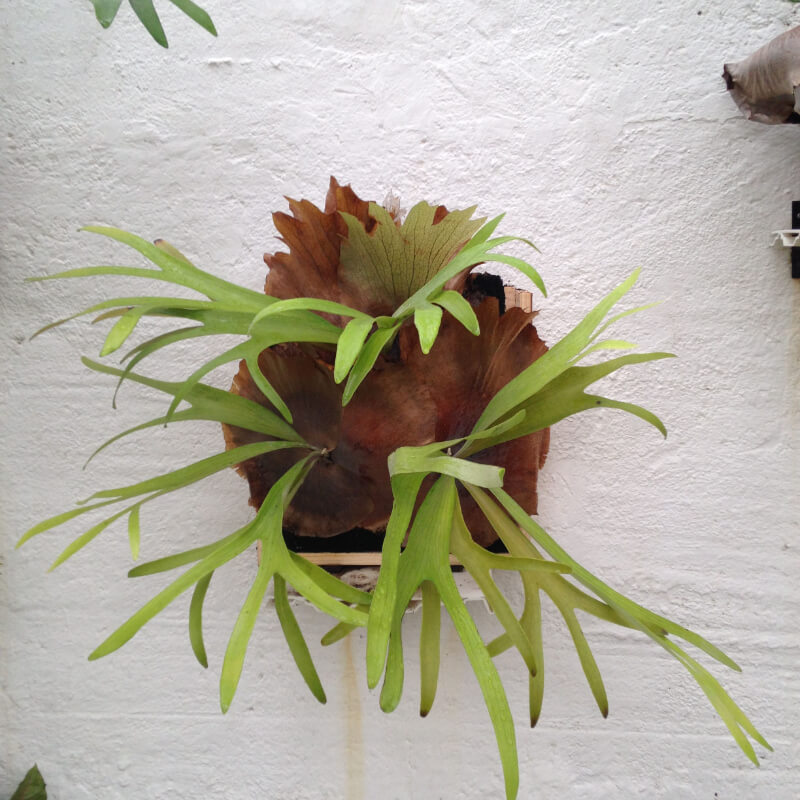 Cacho de Buey (Platycerium bifurcatum)