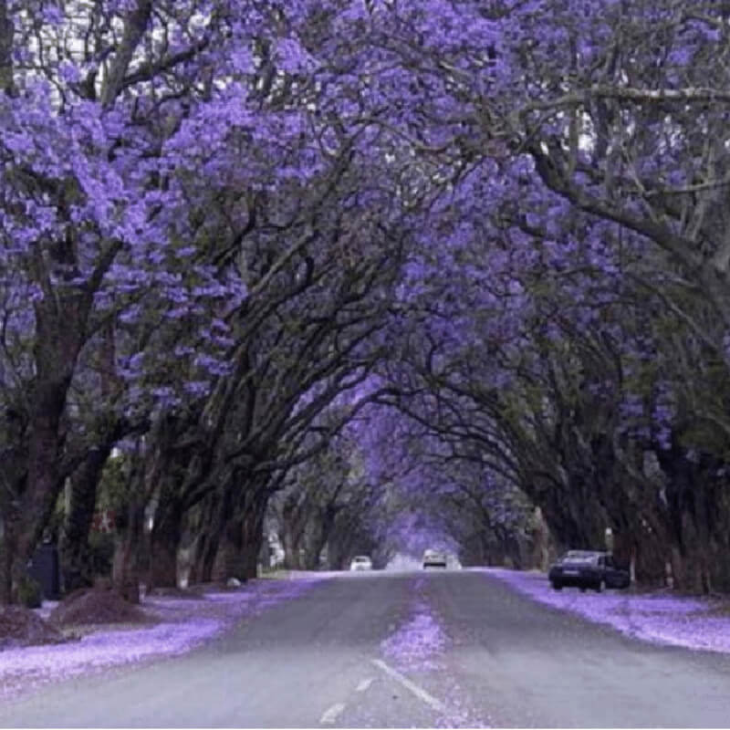 Paulownia tomentosa