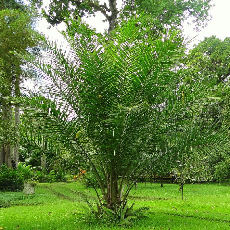 Palma aceitera africana Deli x Ghana