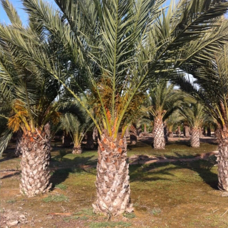 Palmera Datilera de 4 metros