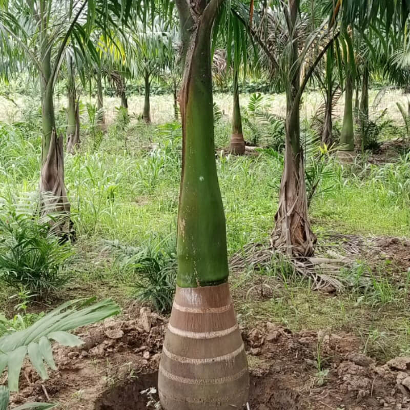 Palmera Real (5 Metros)