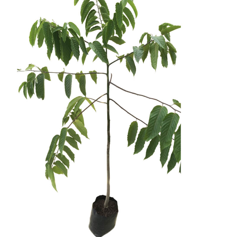 Ylang Ylang