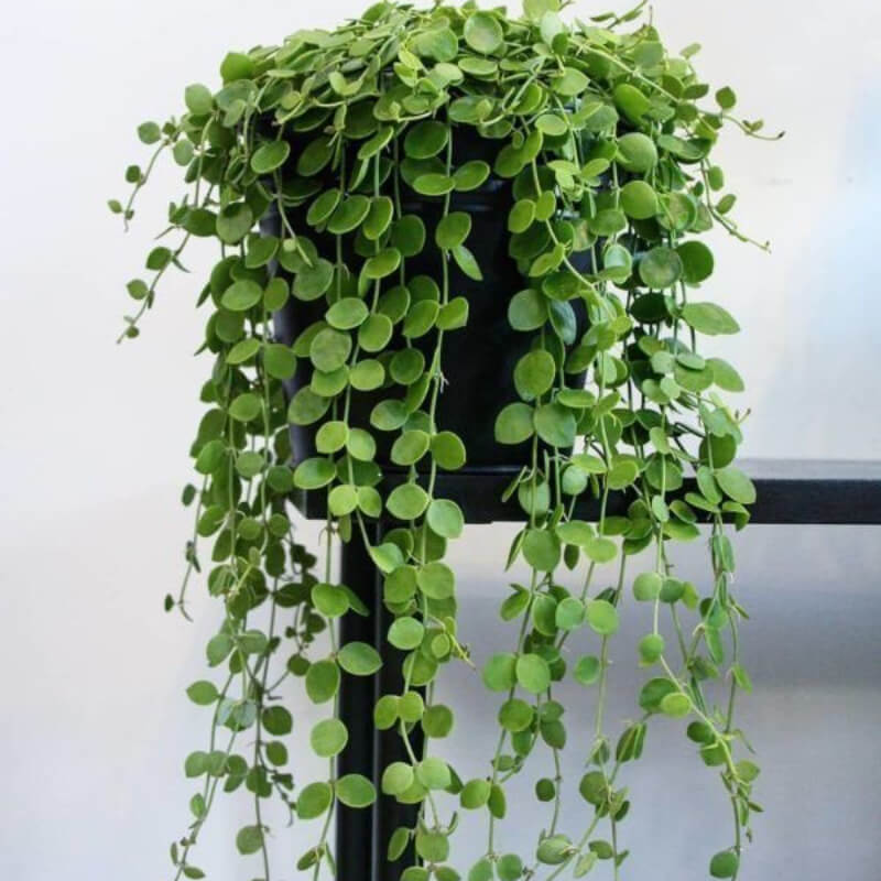 Dichondra Repens (oreja de ratón)