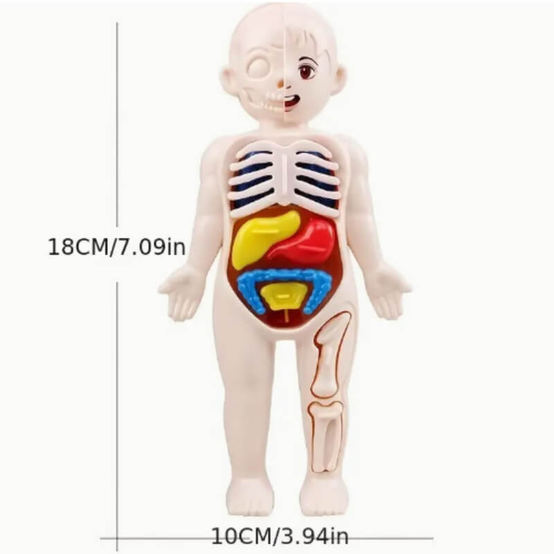 Modelo de estructura del cuerpo humano