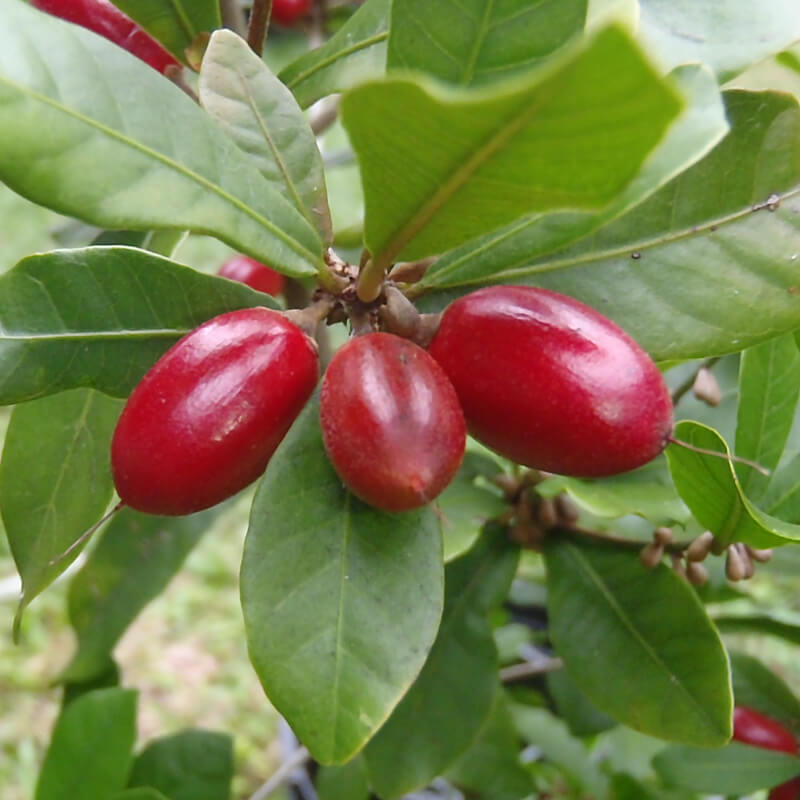Fruta Milagroso