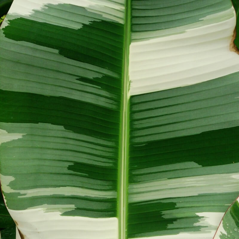 Banano Variegado Plátano Variegado Plátano Exótico