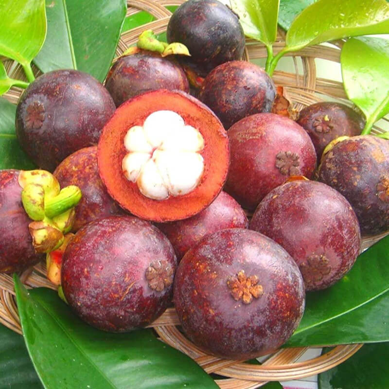 Mangostino