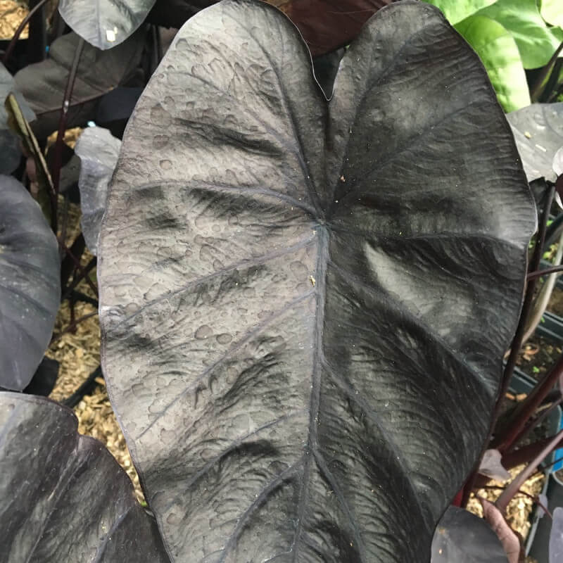 Alocasia Black Coral