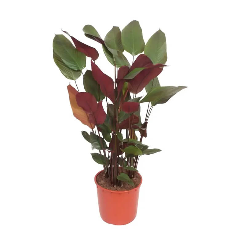 Bijao Rojo (Pleiostachya Pruinosa)