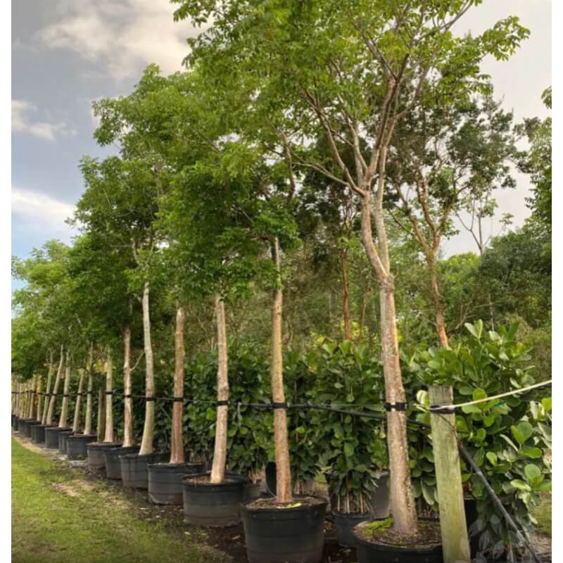 Gumbo Limbo