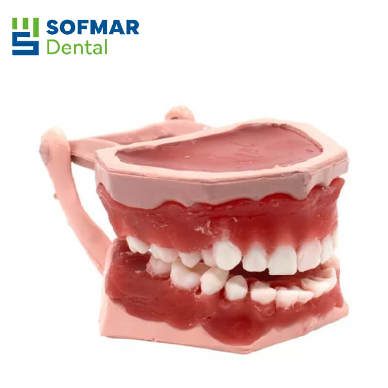 Tipodonto de Cera con Maloclusión - Práctica Clínica y Académica en Odontología | Depósito Dental Sofmar