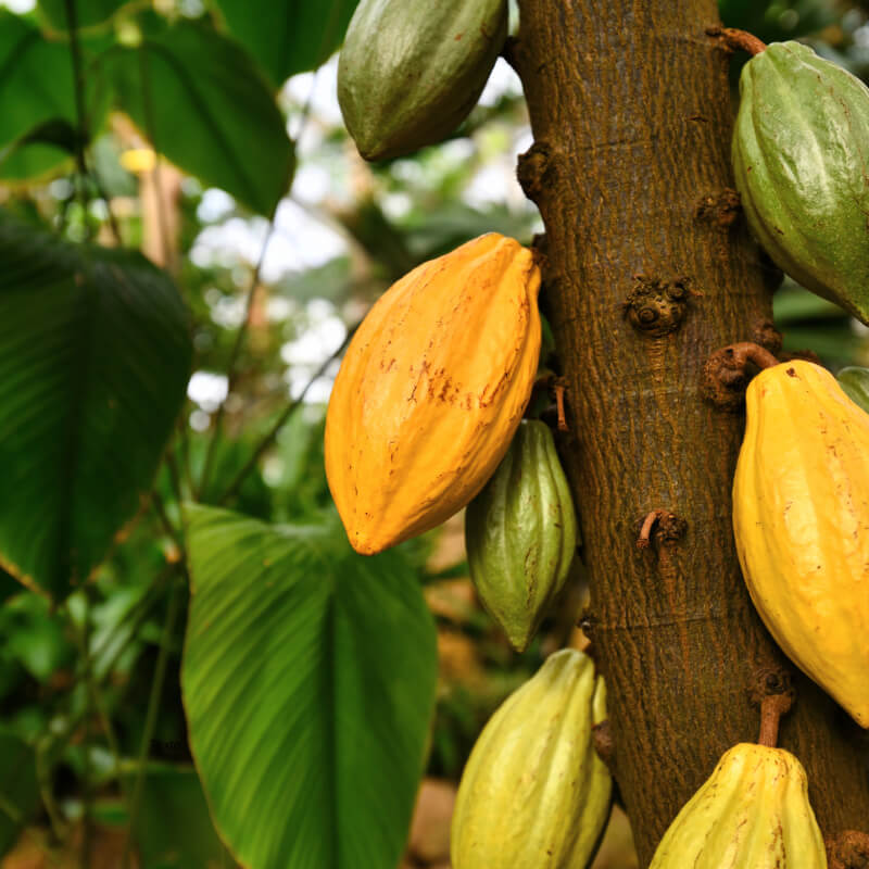 Cacao (Box)