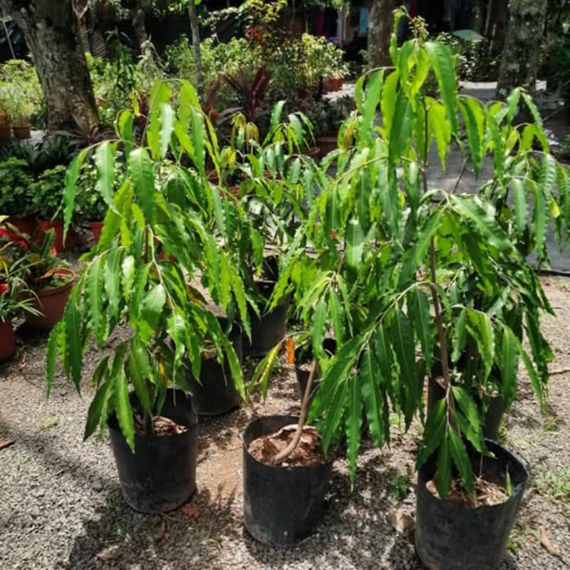 Pino Hindú (Polyalthia longifolia)