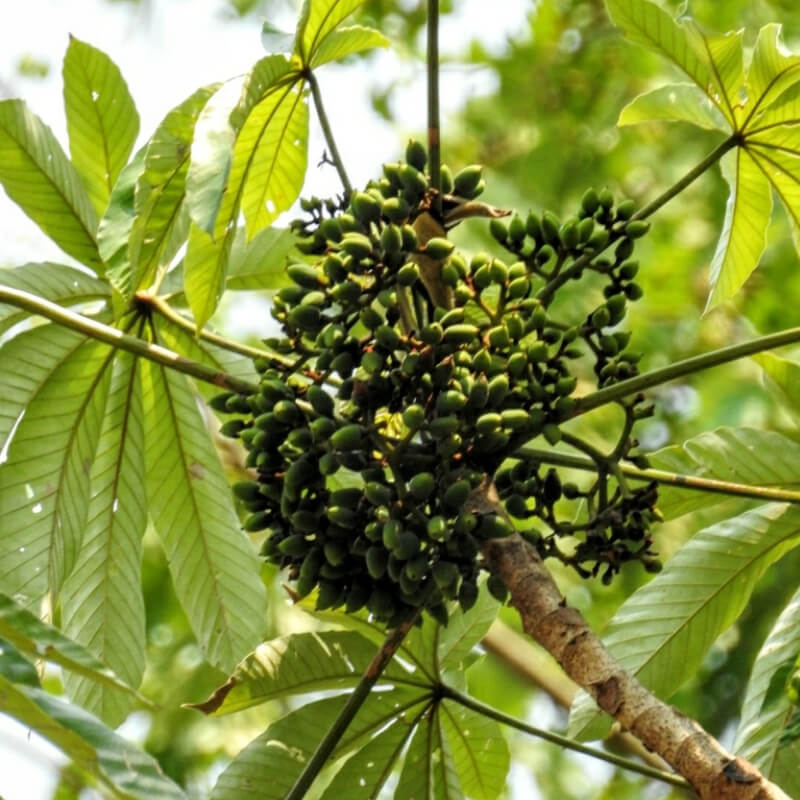 Uva de árbol o Uva Caimarona