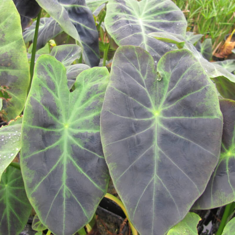Colocasia Antiquorum