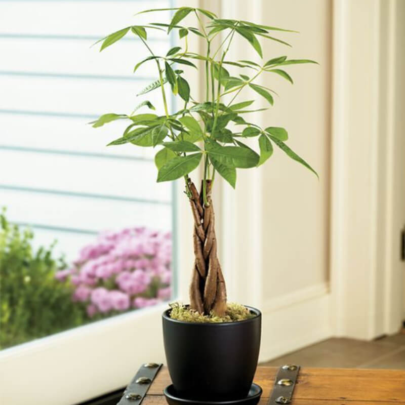 Pachira Acuática Trenzada (Money Tree Braided)