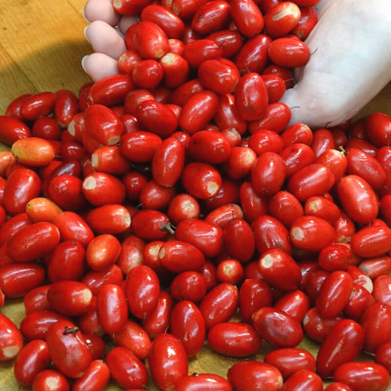 Miracle Berry Wholesale from Ecuador