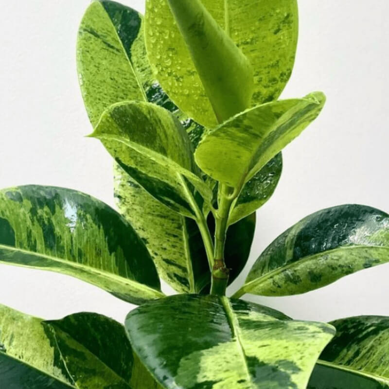 Ficus Elastica Shivereana