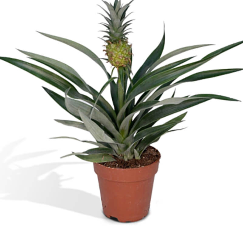 Piña