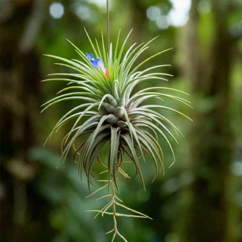 Air Plants Tillandsia Live Tropical Plants from Ecuador